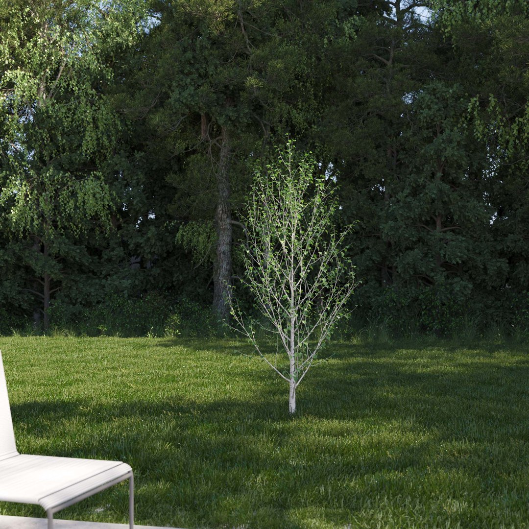 3D Real Trees III https://p.turbosquid.com/ts-thumb/6B/8vPwdA/z9/vpbirchv32k/jpg/1685383339/1920x1080/fit_q87/7b0fabdcd331082d9478a817526e8e57a23b34c0/vpbirchv32k.jpg