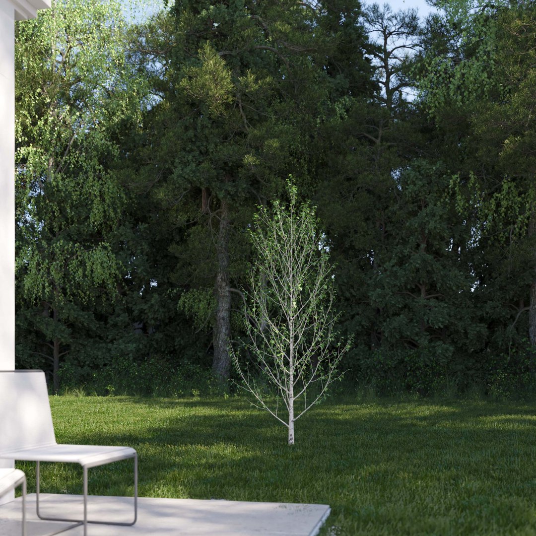 3D Real Trees III https://p.turbosquid.com/ts-thumb/6B/8vPwdA/zT/vpbirchv42k/jpg/1685383339/1920x1080/fit_q87/a639faaa8155f1049d859797efea3b85a4292bf1/vpbirchv42k.jpg