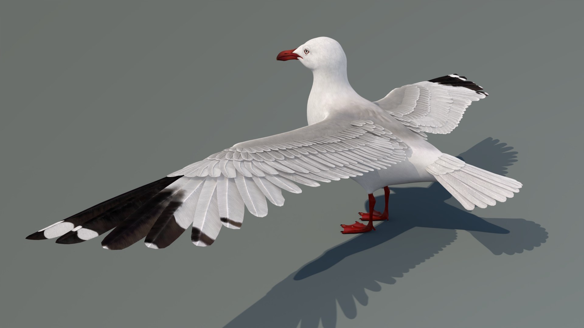 3D Seagull 3D Model model https://p.turbosquid.com/ts-thumb/6B/AafS9l/3q/seagull3dmodel06/jpg/1744282959/1920x1080/fit_q87/ad47e74762ffc9800c9ca4e417177fefed1f4663/seagull3dmodel06.jpg