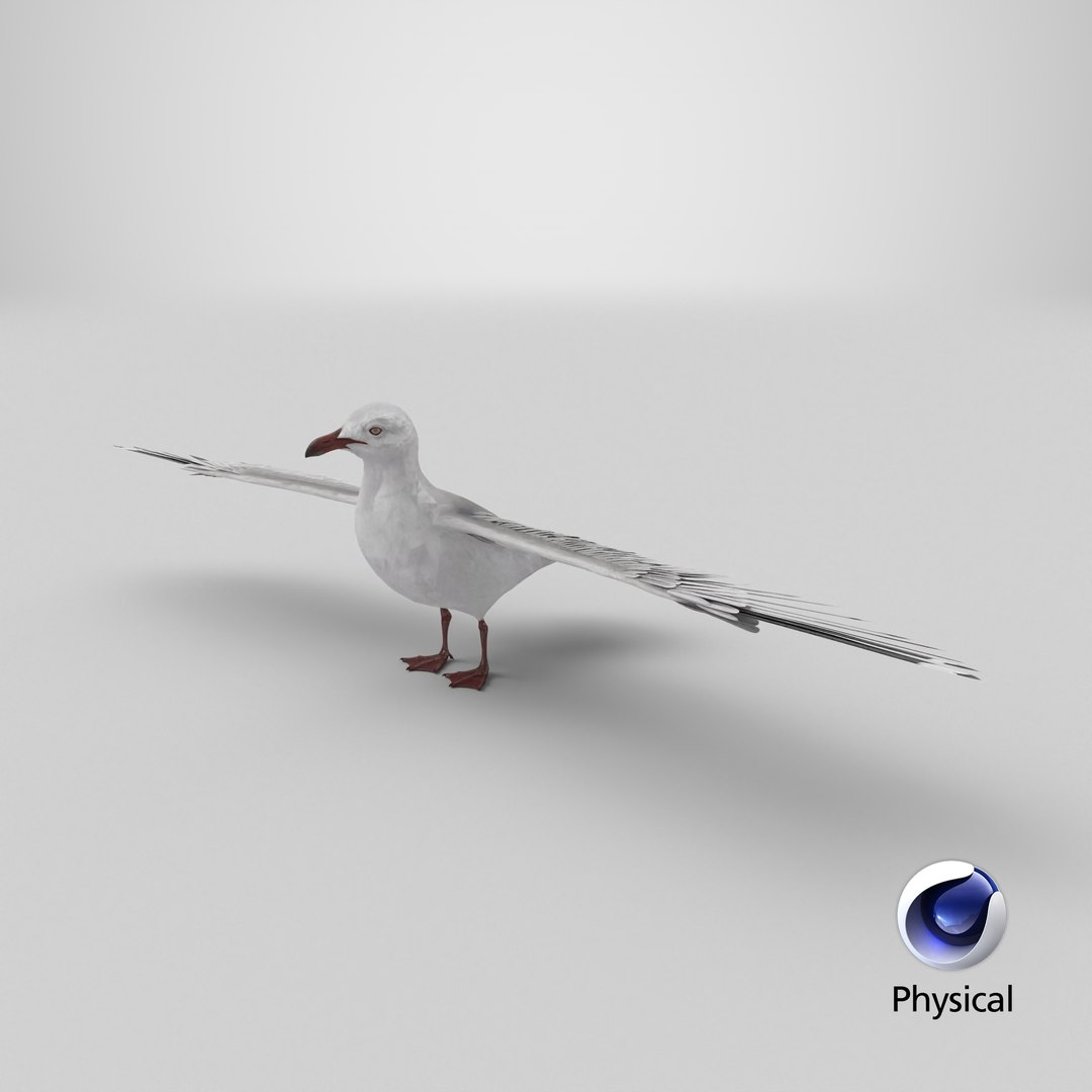 3D Seagull 3D Model model https://p.turbosquid.com/ts-thumb/6B/AafS9l/7o/stemcell_cinema_4d_physical_render/png/1768488345/1920x1080/fit_q87/cd0711f6a7022943d7f0d31a8107d26200fc1e17/stemcell_cinema_4d_physical_render.jpg