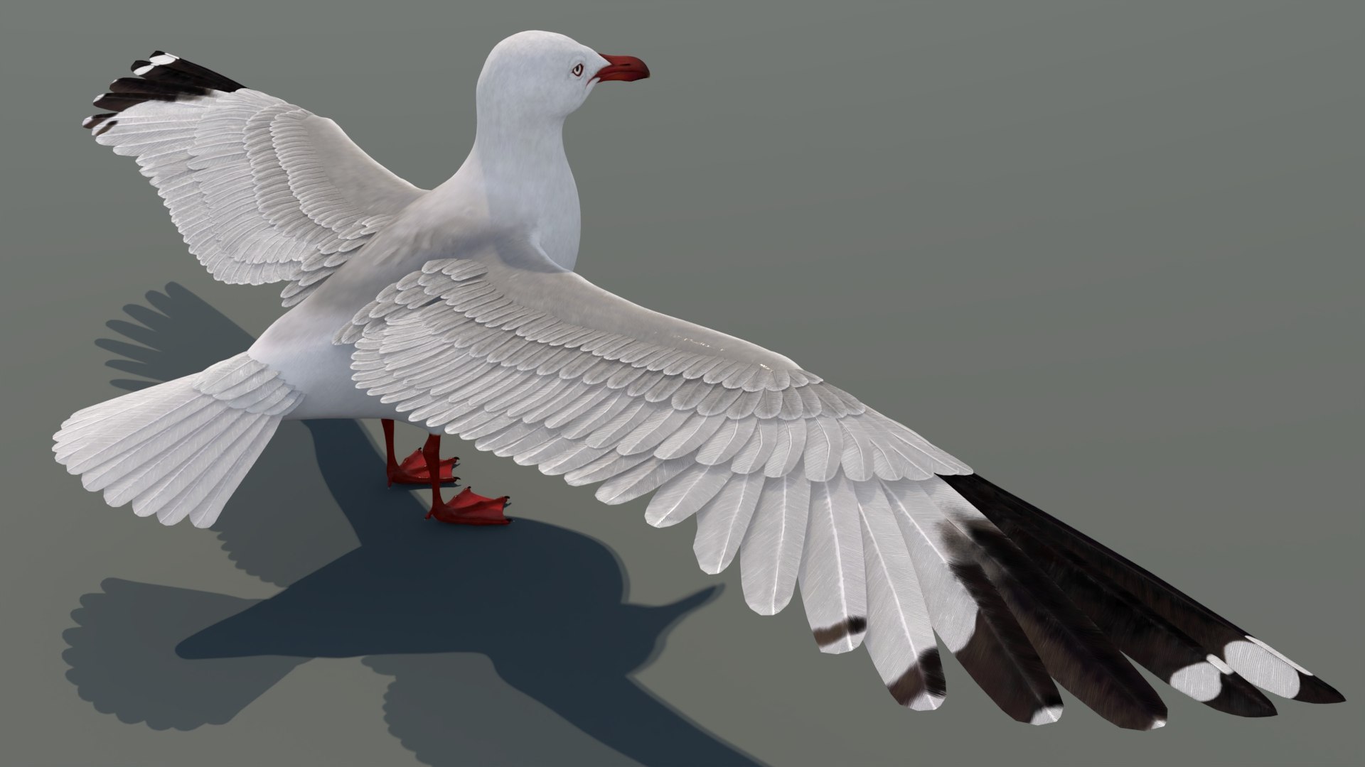 3D Seagull 3D Model model https://p.turbosquid.com/ts-thumb/6B/AafS9l/LI/seagull3dmodel07/jpg/1744282961/1920x1080/fit_q87/49eaa1816507ca7a26c8bb15483adbc441d8239a/seagull3dmodel07.jpg