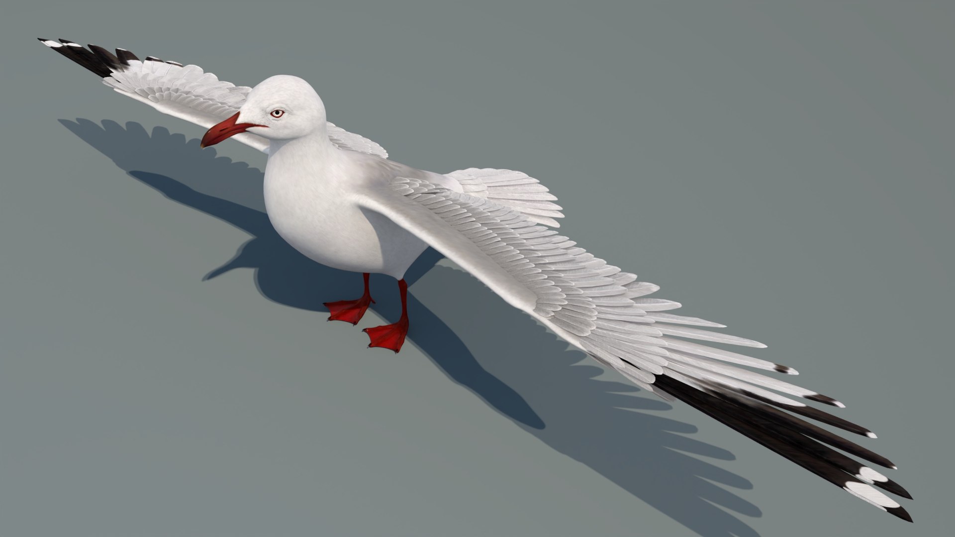 3D Seagull 3D Model model https://p.turbosquid.com/ts-thumb/6B/AafS9l/Oa/seagull3dmodel10/jpg/1744282965/1920x1080/fit_q87/9d978c8519ff07ec76d67d64e4053b28104c42c3/seagull3dmodel10.jpg