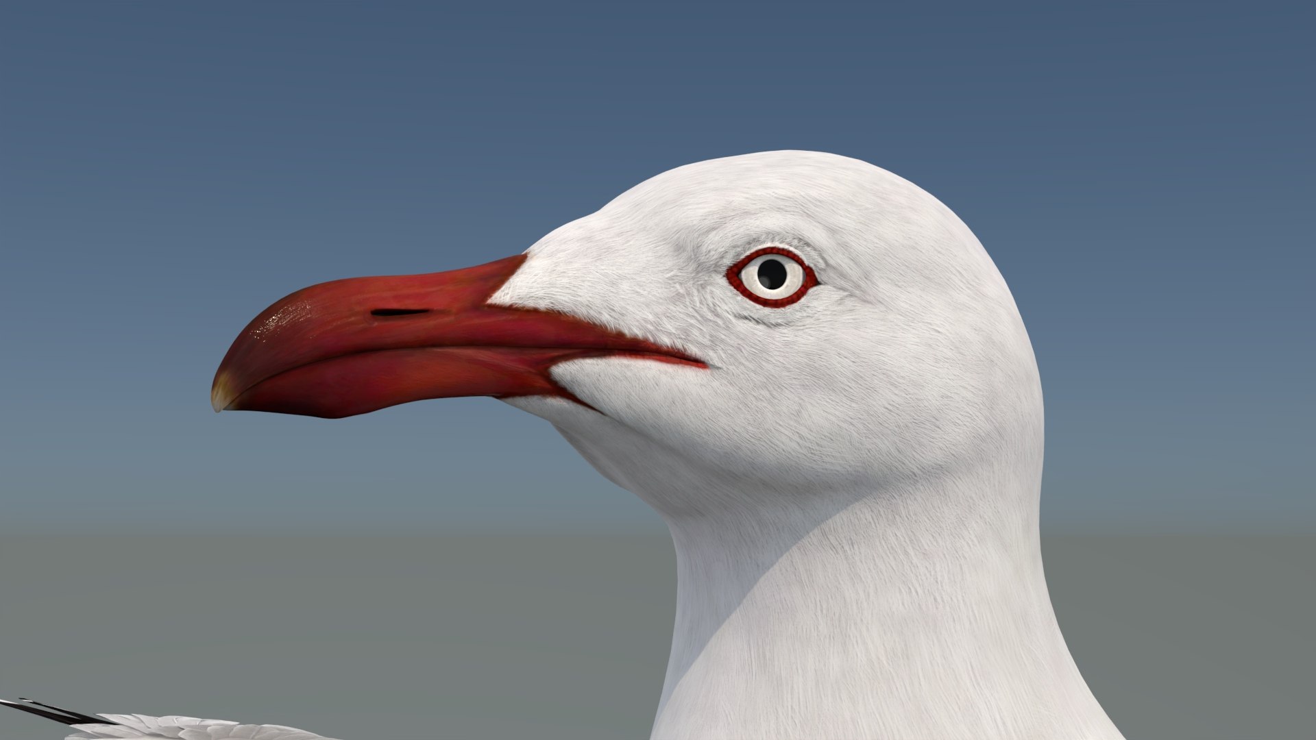 3D Seagull 3D Model model https://p.turbosquid.com/ts-thumb/6B/AafS9l/Q1/seagull3dmodel12/jpg/1744282967/1920x1080/fit_q87/8d37be2859914b9e575d453ebe01dc653331fa9d/seagull3dmodel12.jpg
