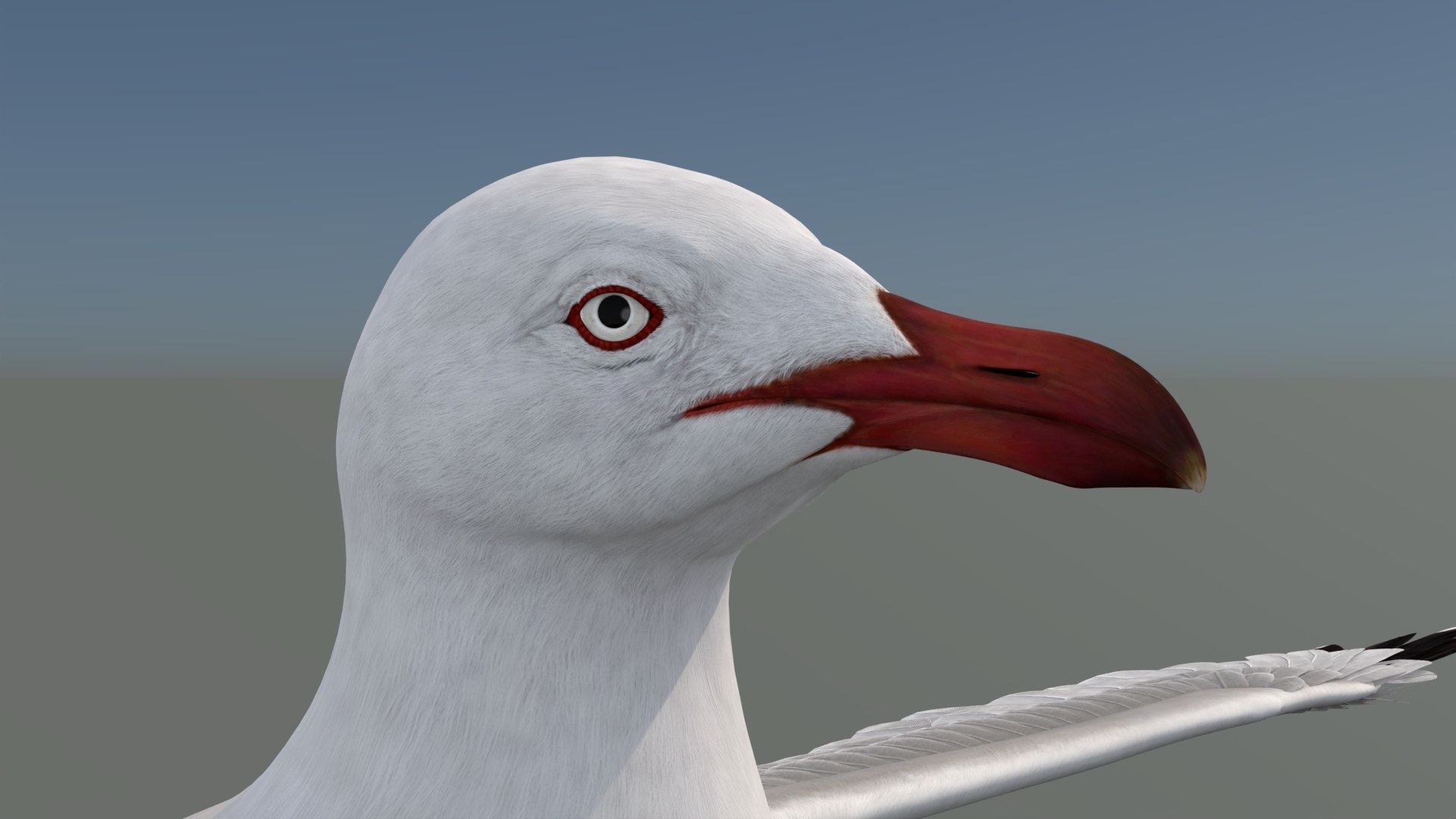 3D Seagull 3D Model model https://p.turbosquid.com/ts-thumb/6B/AafS9l/Sj/seagull3dmodel14/jpg/1744282969/1920x1080/fit_q87/3a8c9e99a789cd4f049d8c7dc93e67ddca455494/seagull3dmodel14.jpg