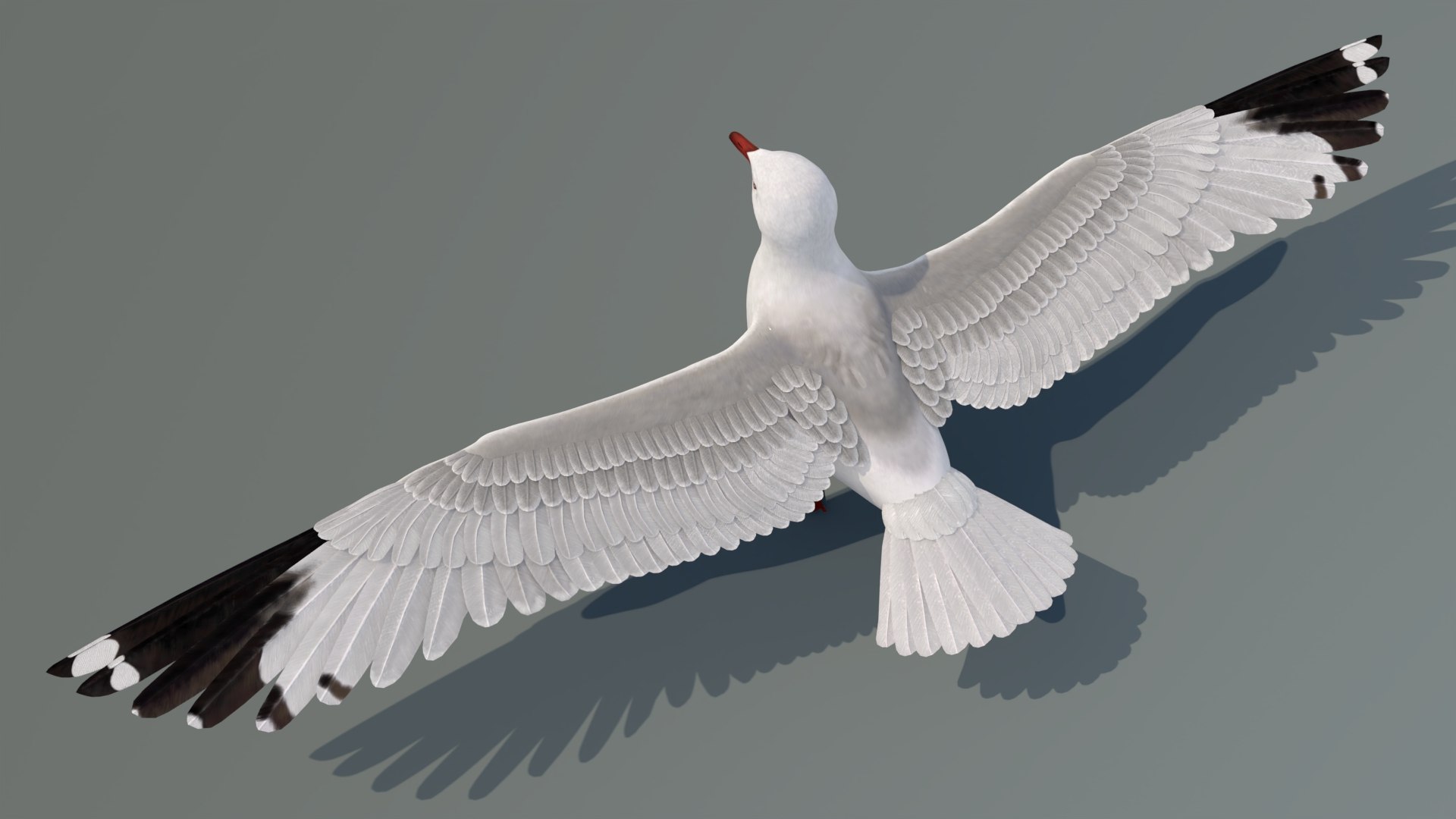 3D Seagull 3D Model model https://p.turbosquid.com/ts-thumb/6B/AafS9l/Y6/seagull3dmodel08/jpg/1744282962/1920x1080/fit_q87/94c6d696821ad01f739c47f22ad34ad158957a0a/seagull3dmodel08.jpg