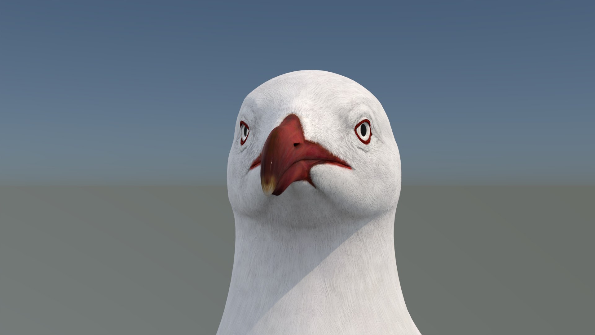 3D Seagull 3D Model model https://p.turbosquid.com/ts-thumb/6B/AafS9l/fs/seagull3dmodel13/jpg/1744282969/1920x1080/fit_q87/9351721a22c800a2d59203fd0f51cd38b4789671/seagull3dmodel13.jpg