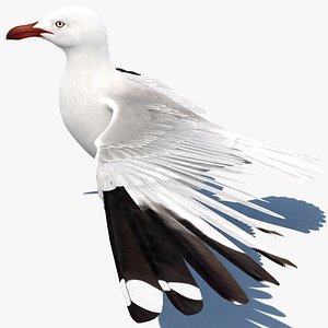 Seagull