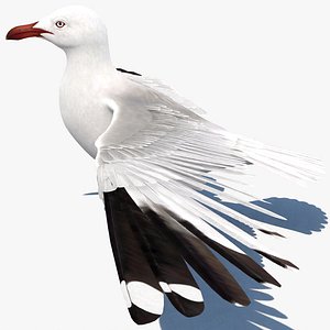 Seagull