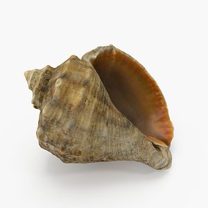 3D seashell shell sea