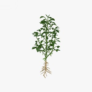 3D soybean bean plant model