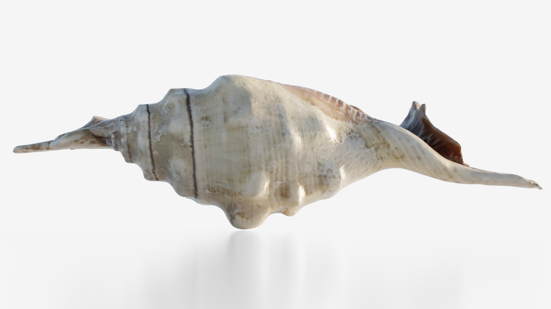 3D Scanned Seashell - TurboSquid 2345933