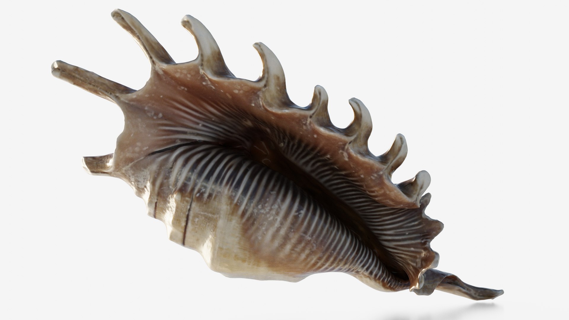 3D Scanned Seashell - TurboSquid 2345933