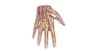 bones nerves palm obj