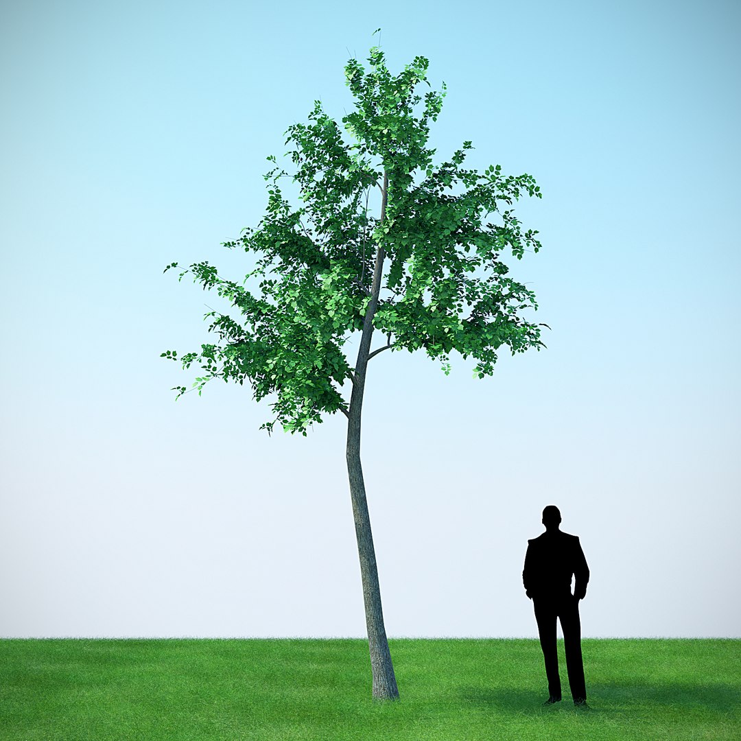 Mountain Maple - 610cm 3D Model - TurboSquid 1203524