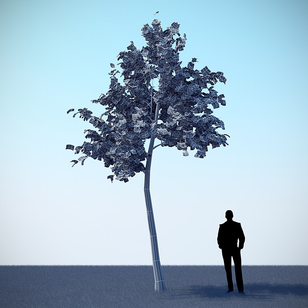 Mountain Maple - 610cm 3D Model - TurboSquid 1203524