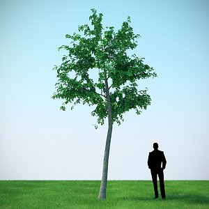 mountain maple - 610cm 3D model
