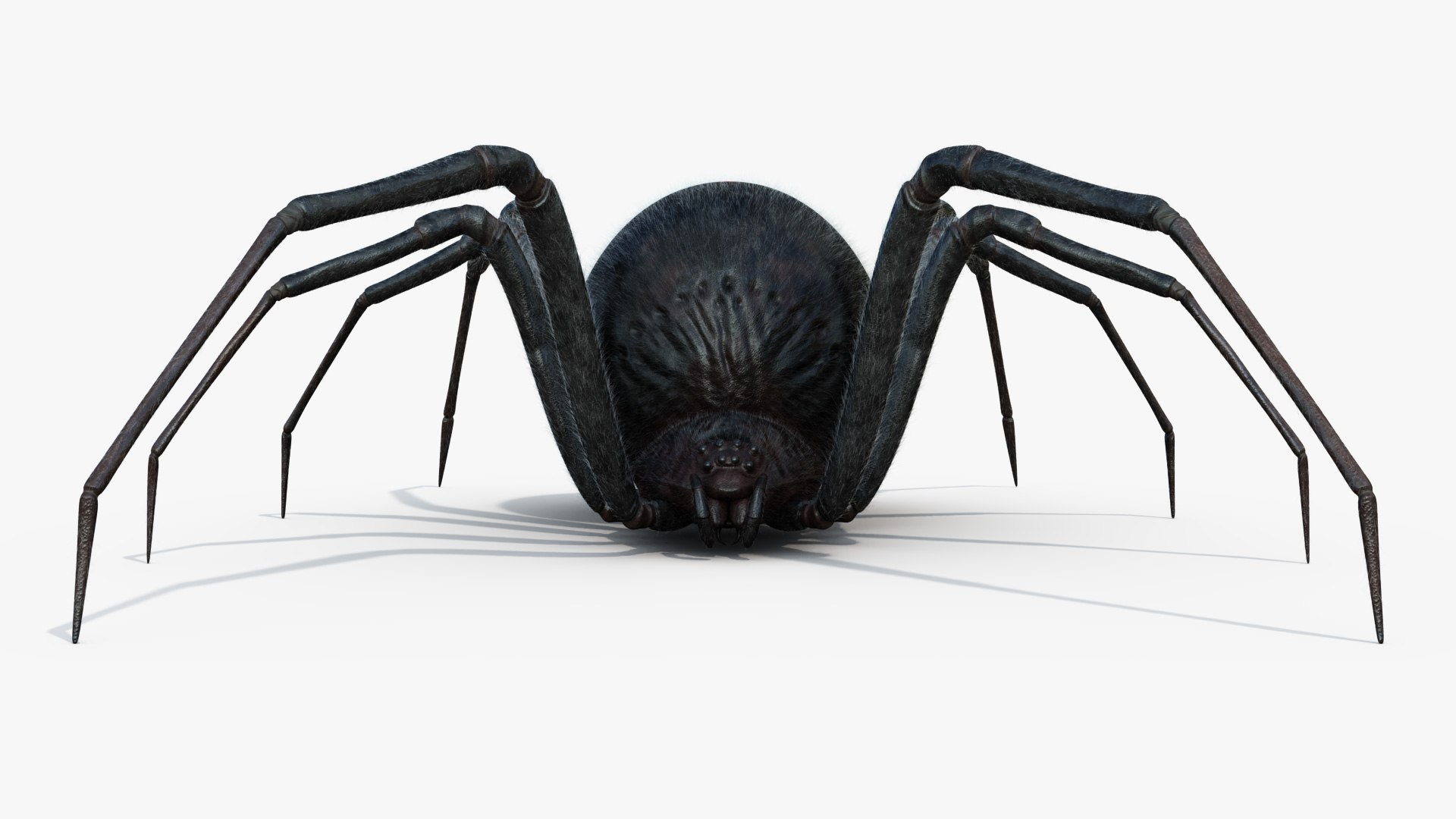 3D Black Widow Rigged Animated 8K PBR Textures model https://p.turbosquid.com/ts-thumb/6B/yF0aZO/Fb/blackwidow_11/jpg/1659272779/1920x1080/fit_q87/6d79d6550a643aeff14a2ade8d577b40f098d4f8/blackwidow_11.jpg
