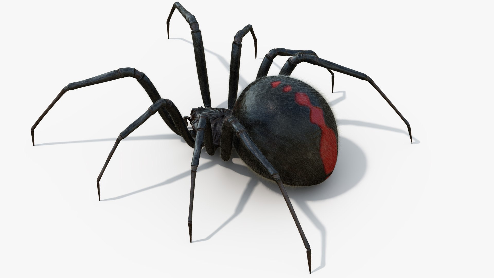 3D Black Widow Rigged Animated 8K PBR Textures model https://p.turbosquid.com/ts-thumb/6B/yF0aZO/Ii/blackwidow_02/jpg/1659272761/1920x1080/fit_q87/50f5e7a7fffbe779f811e226ae8ebb275483b1f8/blackwidow_02.jpg