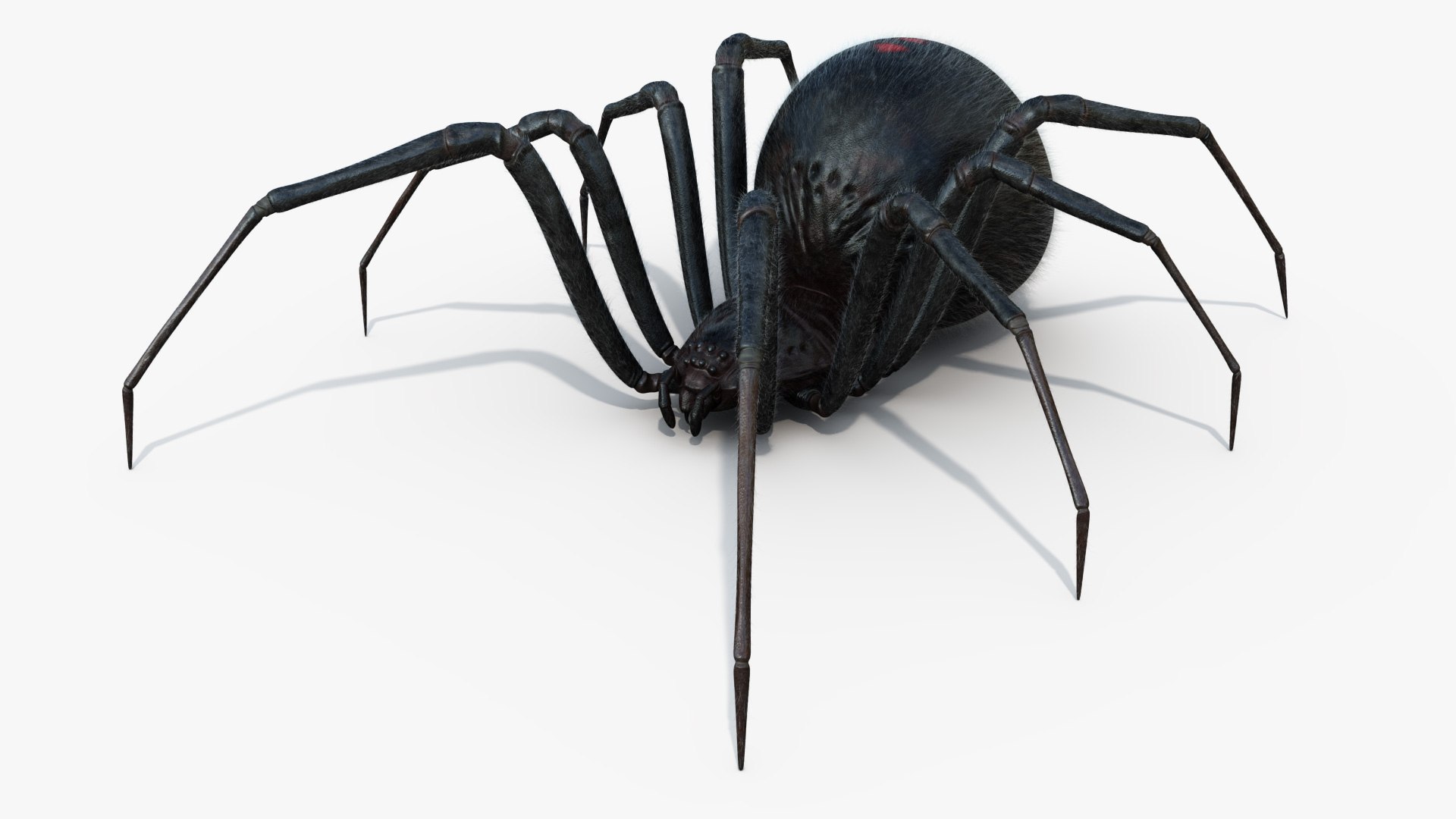 3D Black Widow Rigged Animated 8K PBR Textures model https://p.turbosquid.com/ts-thumb/6B/yF0aZO/WD/blackwidow_10/jpg/1659272777/1920x1080/fit_q87/b8976e6b4a4fe9eaea5023eb5146e0589870ab78/blackwidow_10.jpg