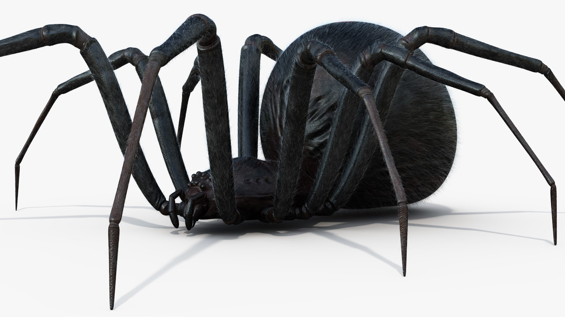 3D Black Widow Rigged Animated 8K PBR Textures model https://p.turbosquid.com/ts-thumb/6B/yF0aZO/qp/blackwidow_03/jpg/1659272764/1920x1080/fit_q87/5de360091860e2119031077afcf29386fe06599b/blackwidow_03.jpg