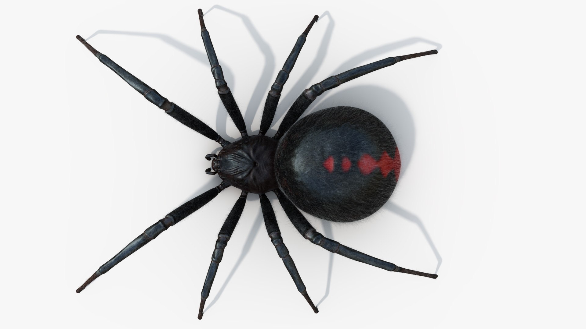 3D Black Widow Rigged Animated 8K PBR Textures model https://p.turbosquid.com/ts-thumb/6B/yF0aZO/x9/blackwidow_12/jpg/1659272782/1920x1080/fit_q87/38ecb24de7c9ee95a3791c3cac84737e5a53d68c/blackwidow_12.jpg