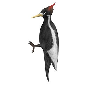 3d woodpecker wood pecker model