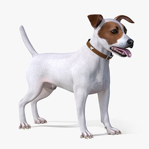 Jack Russell Terrier White Attention Pose