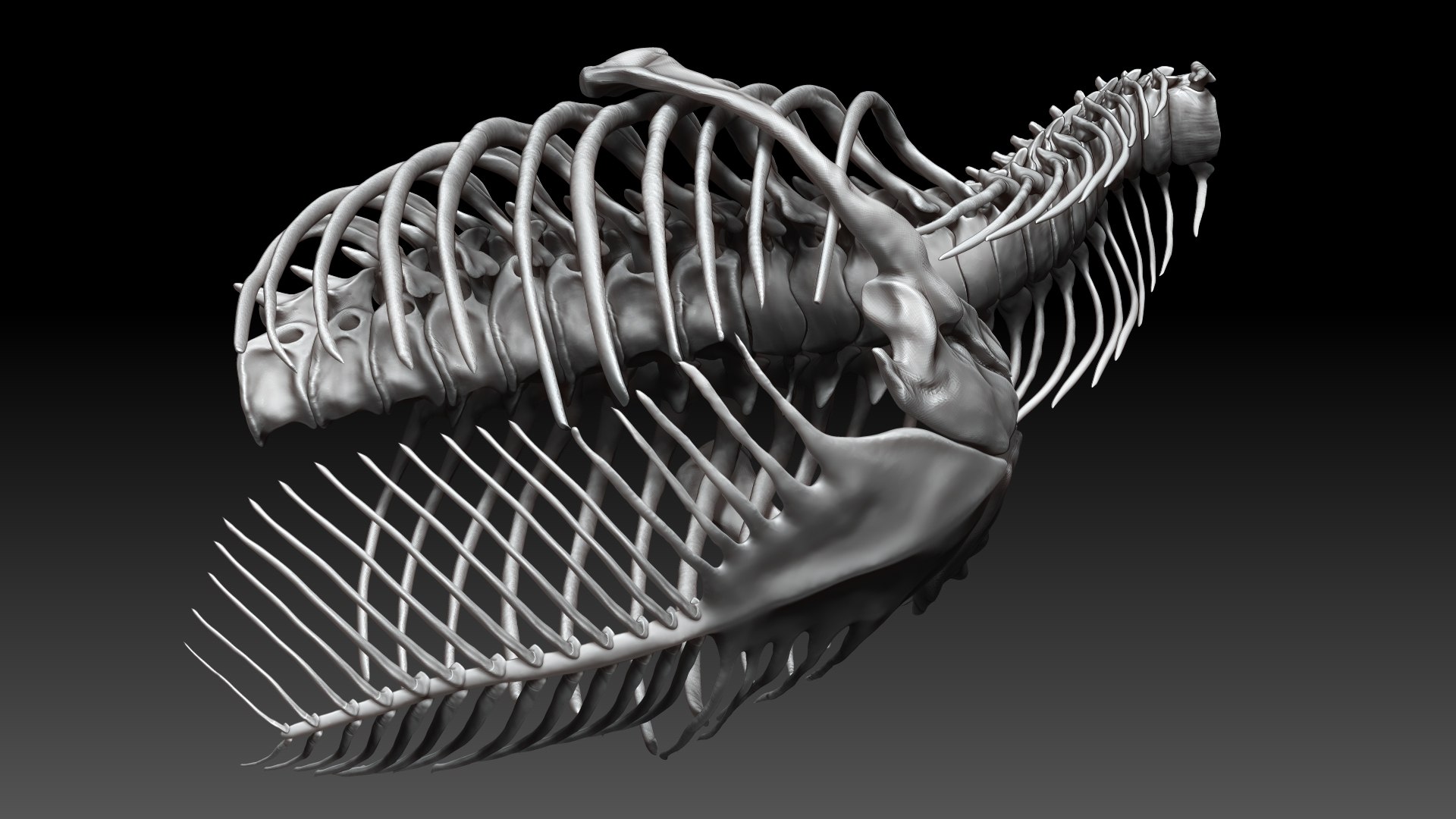 3D Tarbosaurus Bataar Rib and Neck Set https://p.turbosquid.com/ts-thumb/6C/I0GeNz/6T/05/jpg/1653424950/1920x1080/fit_q87/d3fad2670ca6706abfe44b43ca8fdbca61434367/05.jpg