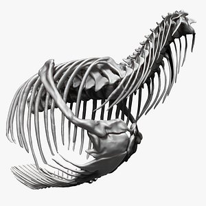 3D Tarbosaurus Bataar Rib and Neck Set