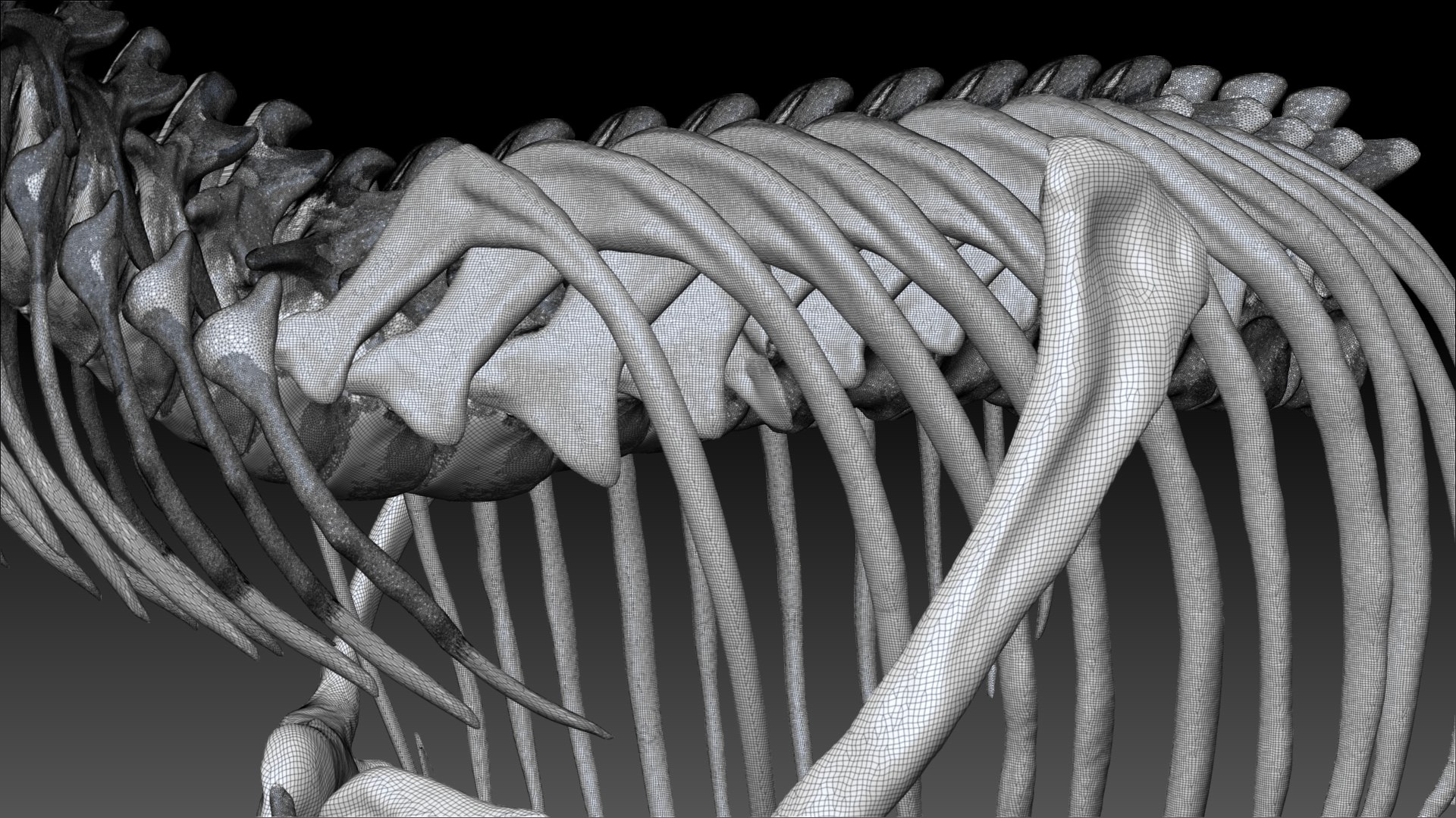3D Tarbosaurus Bataar Rib and Neck Set https://p.turbosquid.com/ts-thumb/6C/I0GeNz/oW/10/jpg/1653424961/1920x1080/fit_q87/83a1e29e2f952fcc4f9388d160ed41535736c1b8/10.jpg