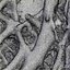 Banyan Roots Wall 2