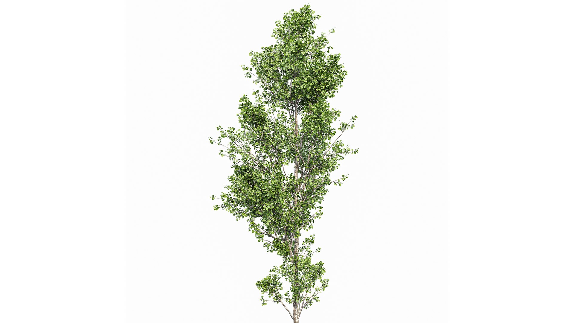 Birch 2trees 3D Model - TurboSquid 2243631