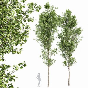 Birch 2trees 3D model