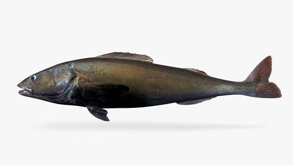 sablefish