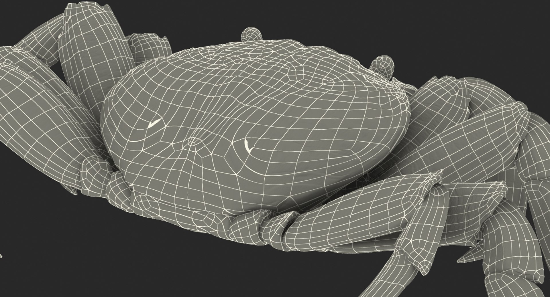 3d max sally lightfoot crab https://p.turbosquid.com/ts-thumb/6C/Uyv0hG/3wHD4GKf/sallylightfootcrabvray3dmodel020/jpg/1488348998/1920x1080/fit_q87/3928f332d11565e6149710a8496f7f7ca1ccd121/sallylightfootcrabvray3dmodel020.jpg