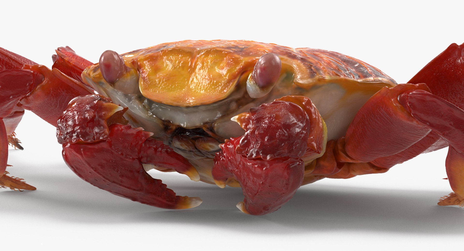 3d max sally lightfoot crab https://p.turbosquid.com/ts-thumb/6C/Uyv0hG/A5c1Qeyx/sallylightfootcrabvray3dmodel007/jpg/1488348998/1920x1080/fit_q87/d4ba55f621cb56ae82e7f1324c6afa0a4abd12d3/sallylightfootcrabvray3dmodel007.jpg