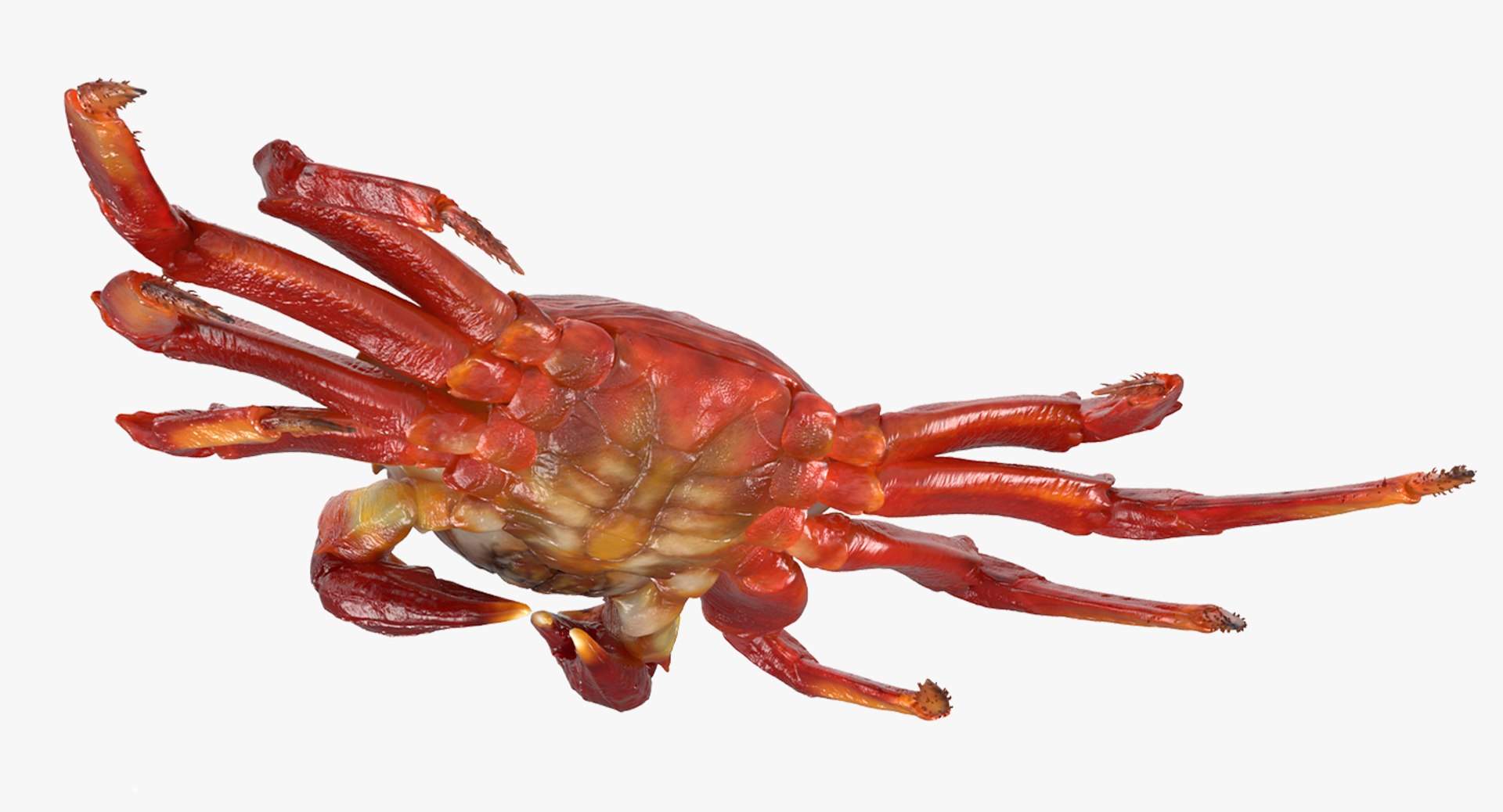 3d max sally lightfoot crab https://p.turbosquid.com/ts-thumb/6C/Uyv0hG/Givljv3v/sallylightfootcrabvray3dmodel006/jpg/1488348998/1920x1080/fit_q87/09d14732a7a7450c90734a94580dfa5af404592b/sallylightfootcrabvray3dmodel006.jpg