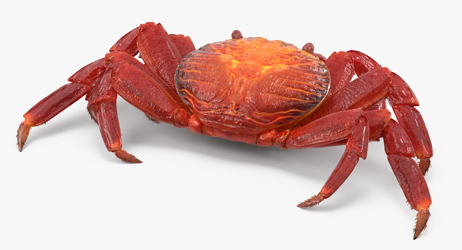 3d max sally lightfoot crab https://p.turbosquid.com/ts-thumb/6C/Uyv0hG/IwyNiUCI/sallylightfootcrabvray3dmodel003/jpg/1488348998/1920x1080/fit_q87/8235a5dbb0e13030fd8caa005ff76e65fc33a686/sallylightfootcrabvray3dmodel003.jpg