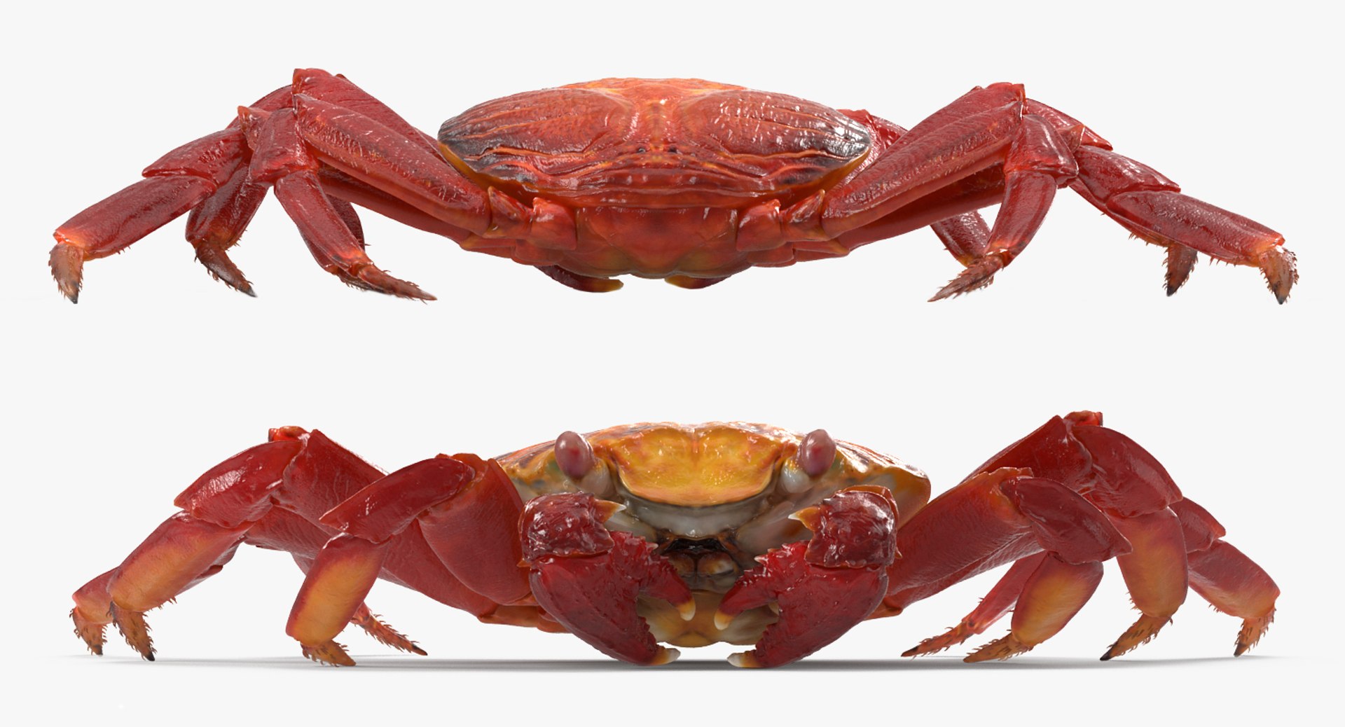 3d max sally lightfoot crab https://p.turbosquid.com/ts-thumb/6C/Uyv0hG/T19Nkv5Q/sallylightfootcrabvray3dmodel004/jpg/1488348998/1920x1080/fit_q87/8c3ef97b296d6b1ee5f967cbafd67599bf883ff3/sallylightfootcrabvray3dmodel004.jpg