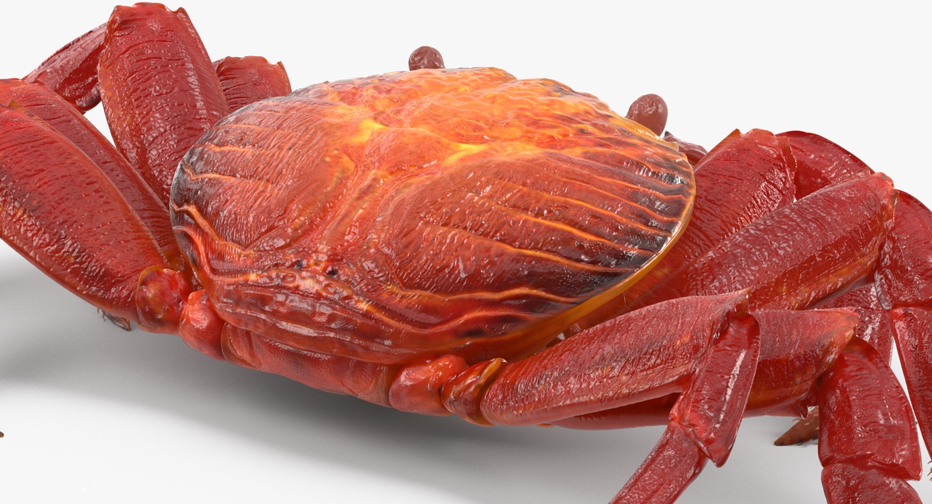 3d max sally lightfoot crab https://p.turbosquid.com/ts-thumb/6C/Uyv0hG/eONkYPWy/sallylightfootcrabvray3dmodel008/jpg/1488348998/1920x1080/fit_q87/cb2ff5433c9baac29df1308ed07ad07acdc54cb3/sallylightfootcrabvray3dmodel008.jpg