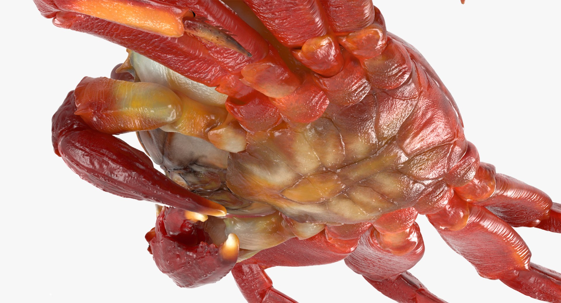 3d max sally lightfoot crab https://p.turbosquid.com/ts-thumb/6C/Uyv0hG/pe6fsRwo/sallylightfootcrabvray3dmodel009/jpg/1488348998/1920x1080/fit_q87/3b1be86557ff6245fa5f52787def232c3ae6e912/sallylightfootcrabvray3dmodel009.jpg