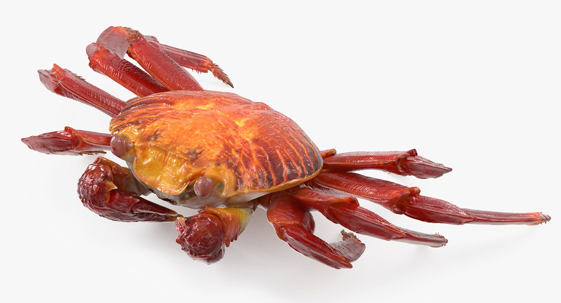 Sally Lightfoot Crab 3D model preview