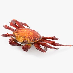 3d max sally lightfoot crab