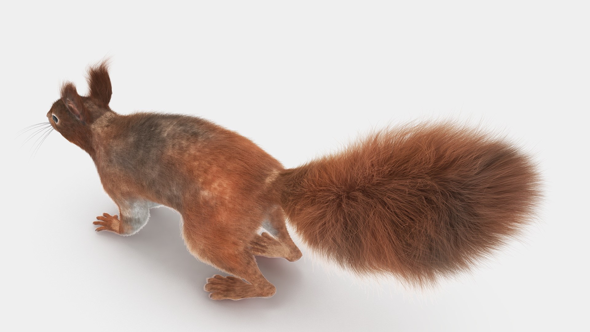 Red Squirrel Fur 3D - TurboSquid 2264114