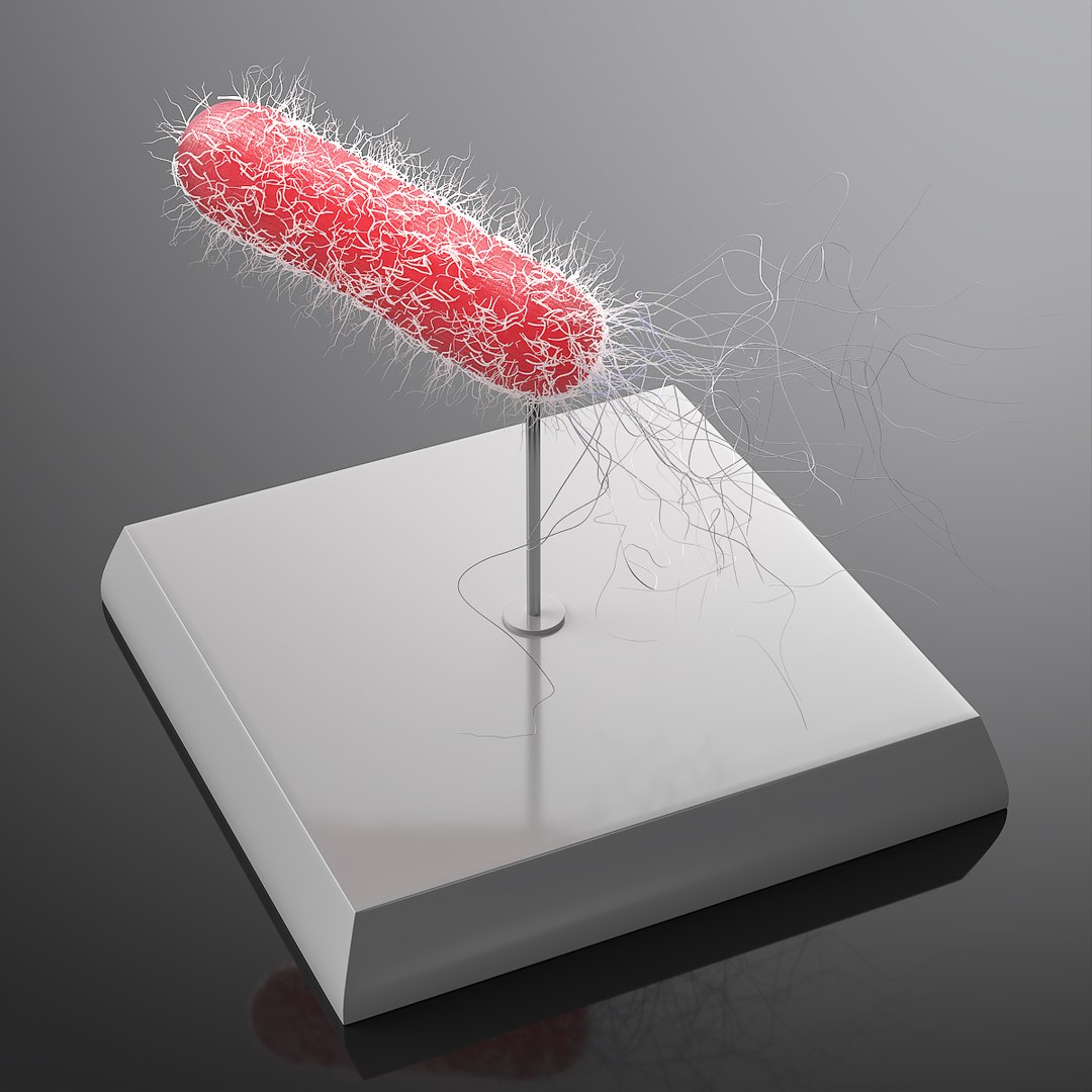 Escherichia Coli Laboratory Model on Display Stand 3D model preview