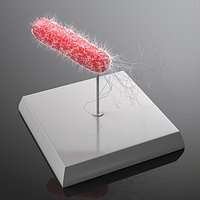 Escherichia Coli Laboratory Model on Display Stand