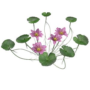 3D Lotus Flower - 02 -