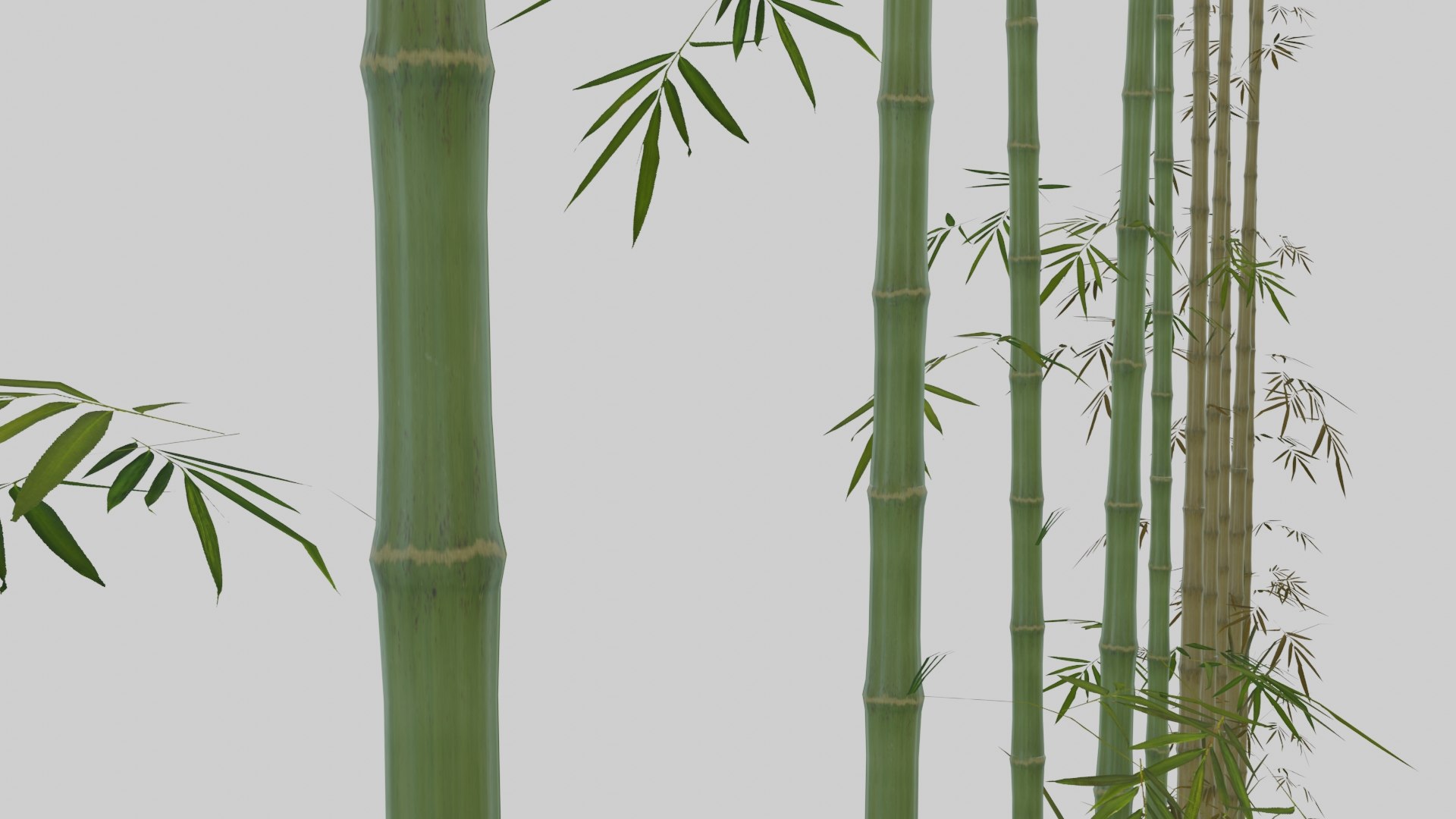 japanese foliage pack pbr 3D model https://p.turbosquid.com/ts-thumb/6C/dM7VRY/DYapmhju/preview13/jpg/1572837915/1920x1080/fit_q87/3243f41258349f62862d92877e84cb68b31e36a5/preview13.jpg