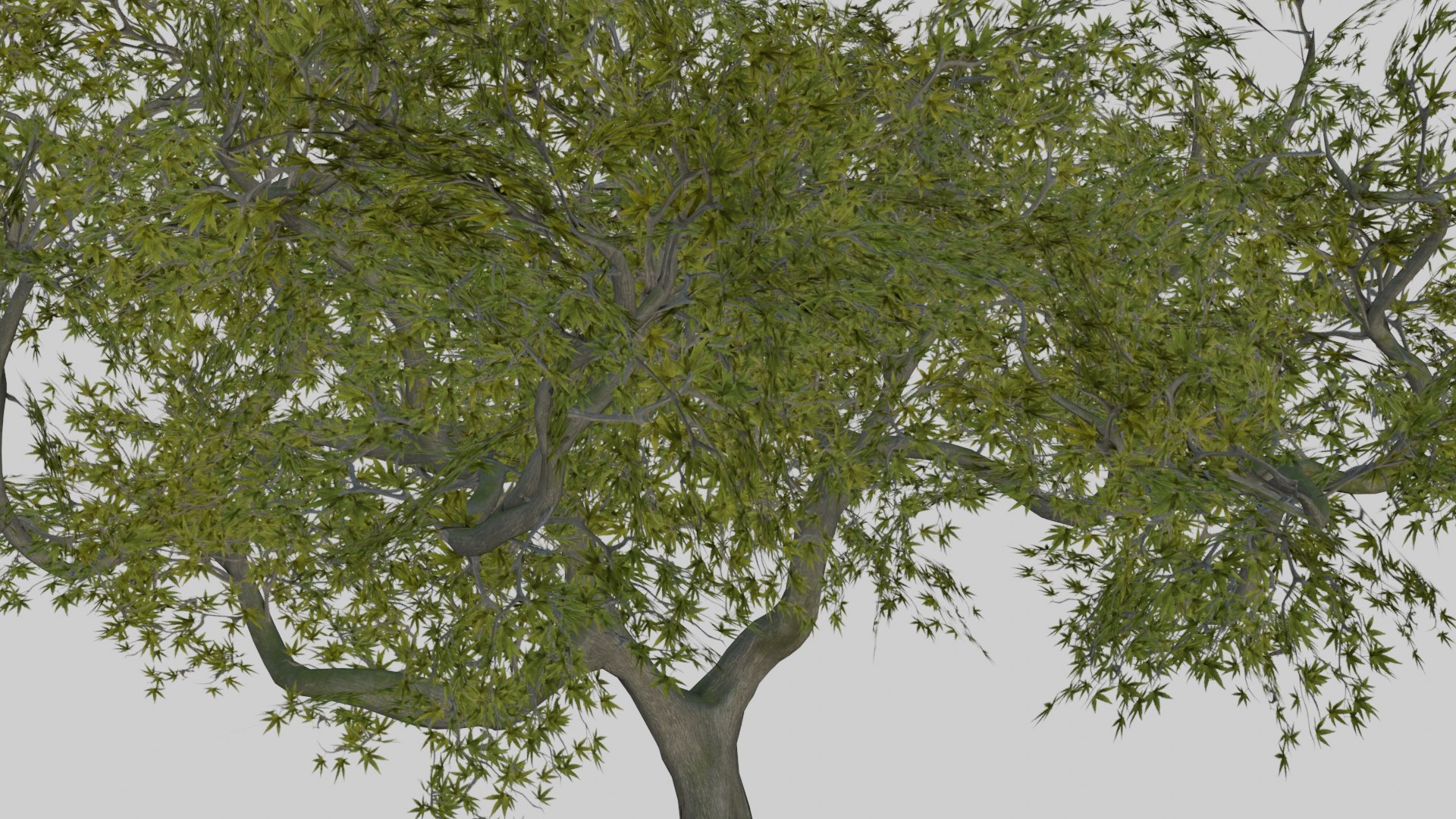 japanese foliage pack pbr 3D model https://p.turbosquid.com/ts-thumb/6C/dM7VRY/TjVht5oP/preview30/jpg/1572837916/1920x1080/fit_q87/d3e0bf9f5955daea349b0e13f73a1e2016d2cc66/preview30.jpg