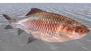 Labeo fish